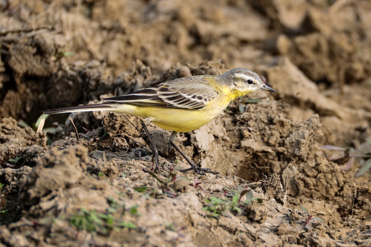 konipas luční - ML646276651