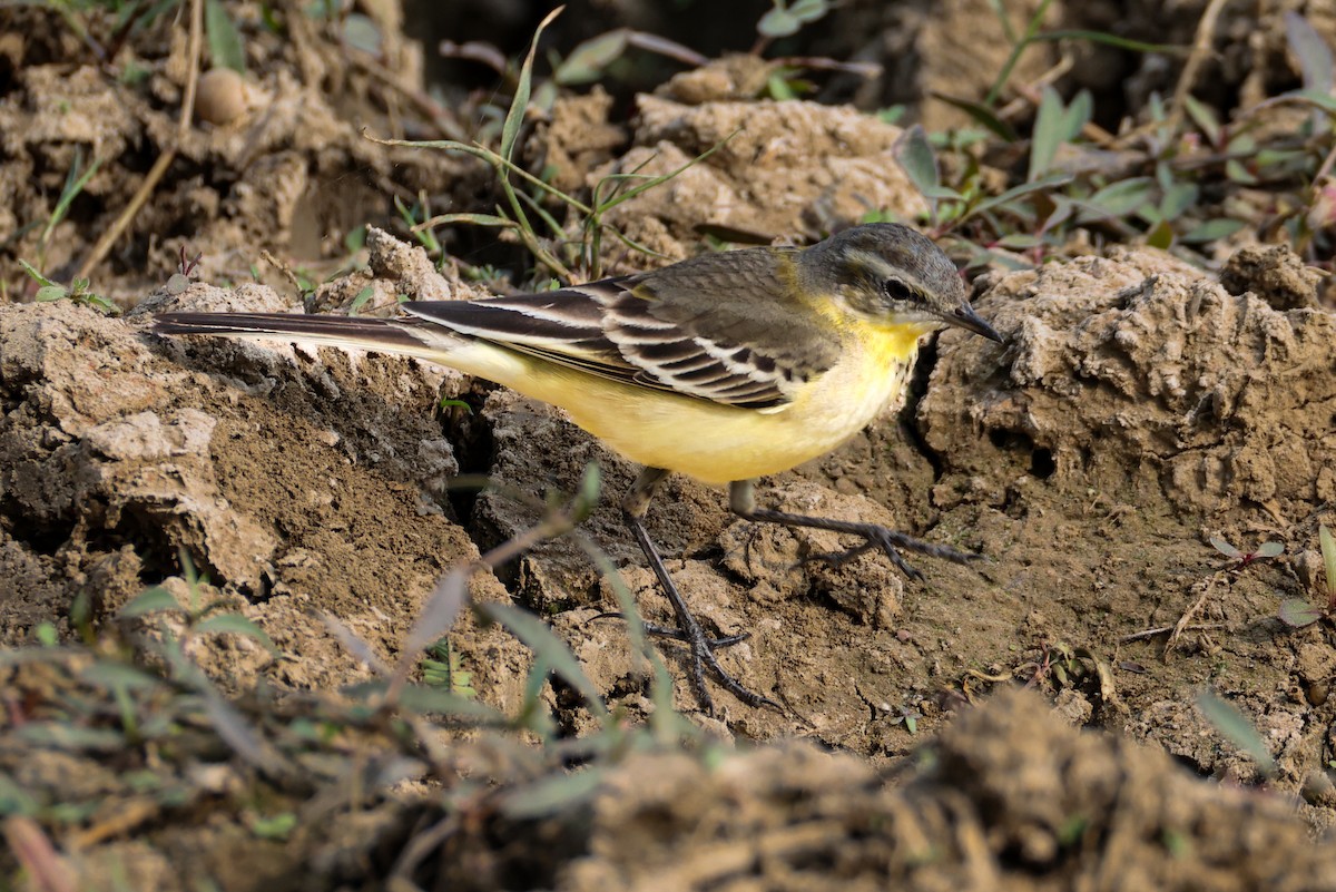 konipas luční - ML646276652