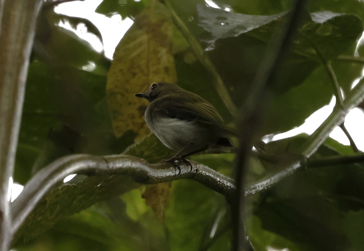 Black-throated Tody-Tyrant - ML646276654