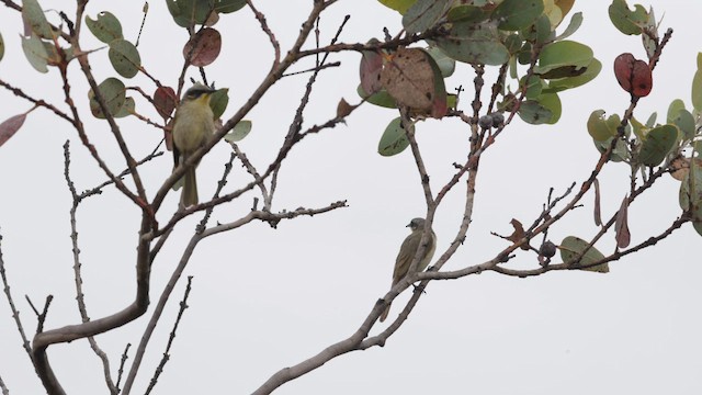 medosavka jihoaustralská - ML646276657