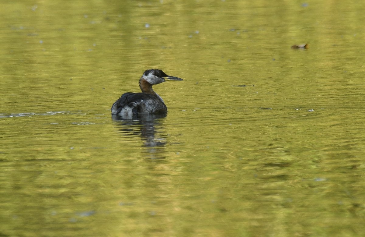 potápka rudokrká - ML646276658