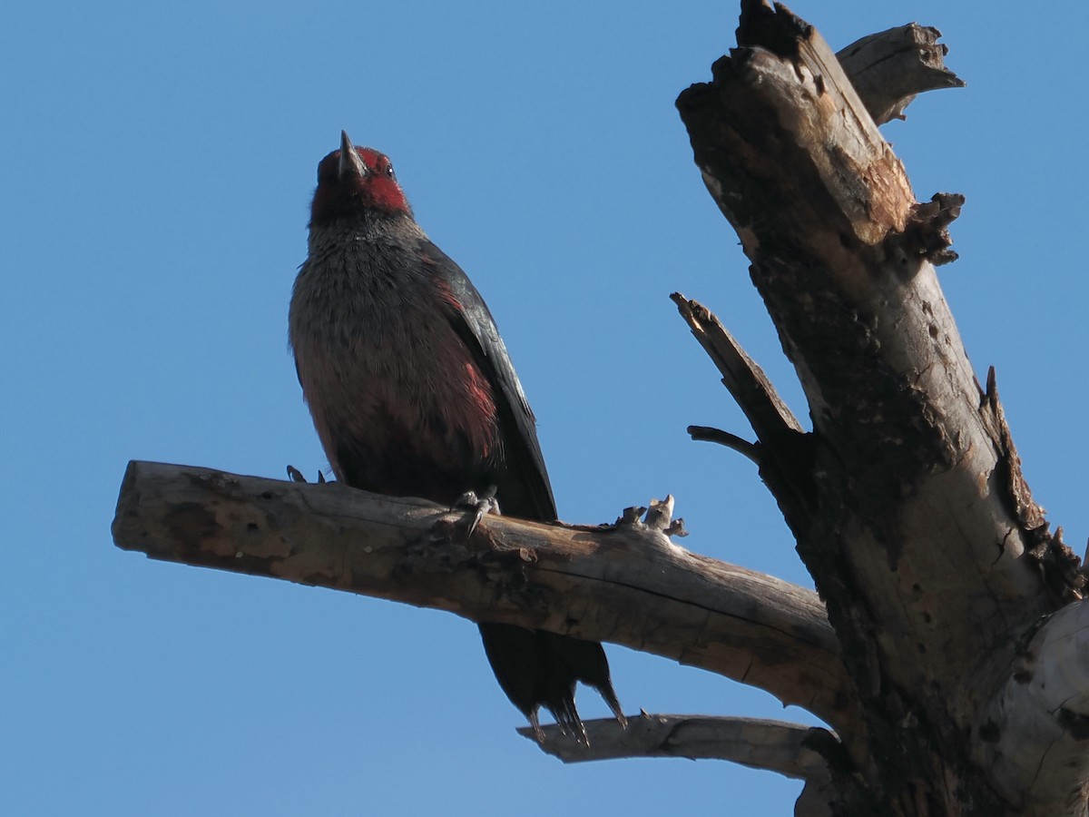 datel červenolící - ML646276659