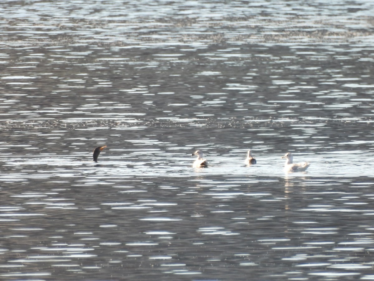 racek západní x šedokřídlý (hybrid) - ML646276660