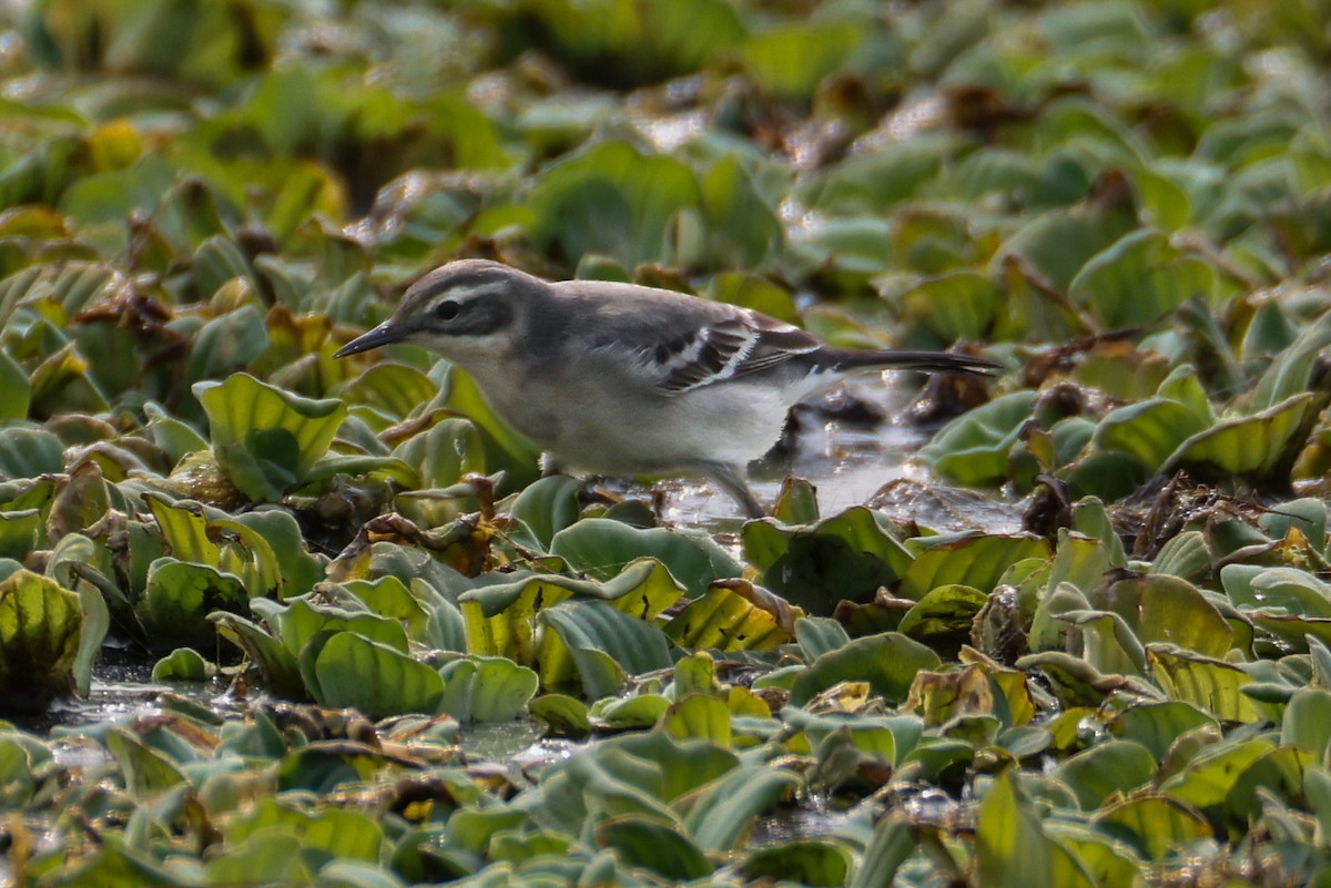 konipas citronový - ML646276662