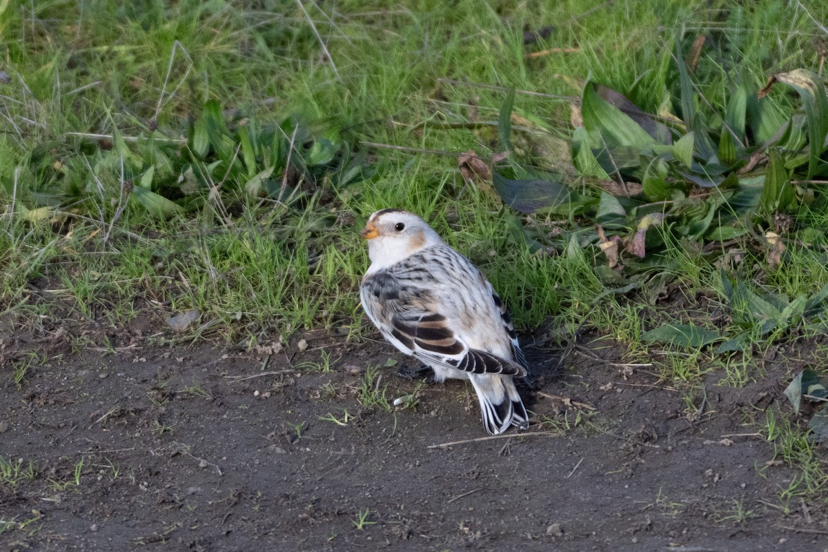 sněhule severní - ML646276663