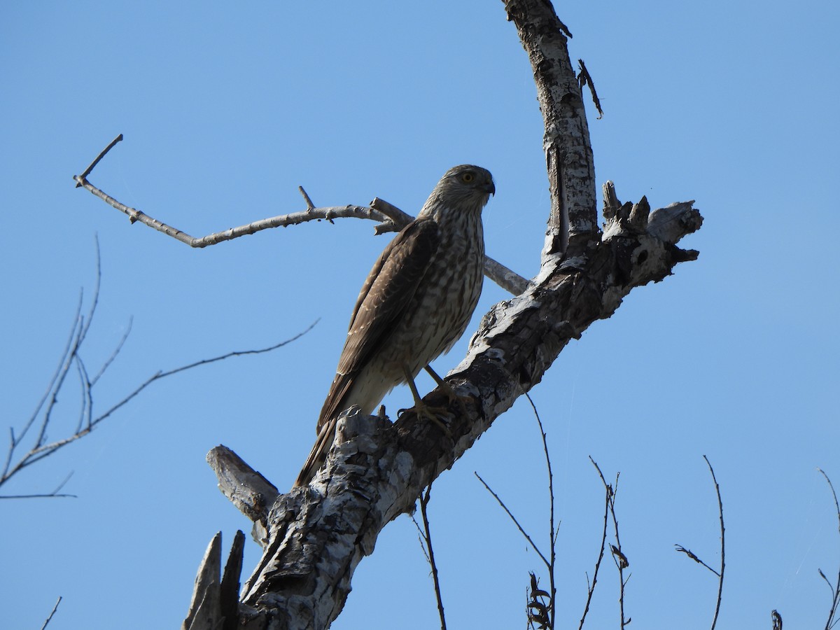 krahujec americký [skupina velox] - ML646276664