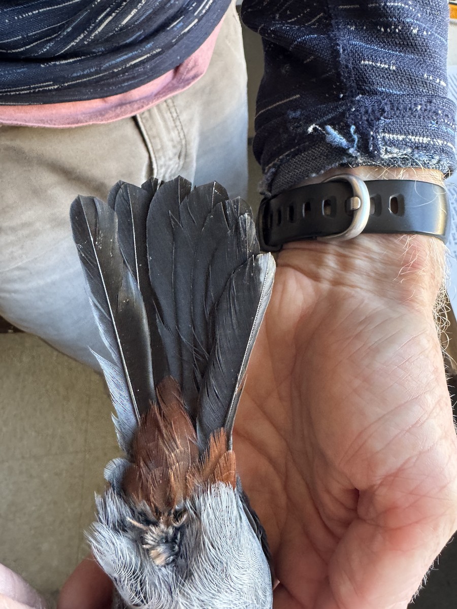 Katzenspottdrossel - ML646276666