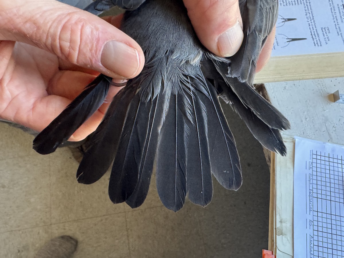 Katzenspottdrossel - ML646276667