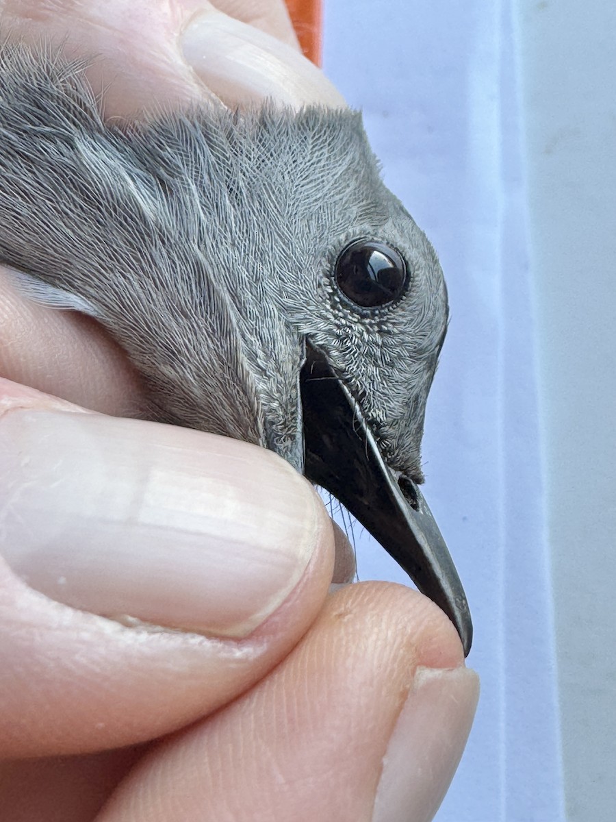 Katzenspottdrossel - ML646276668