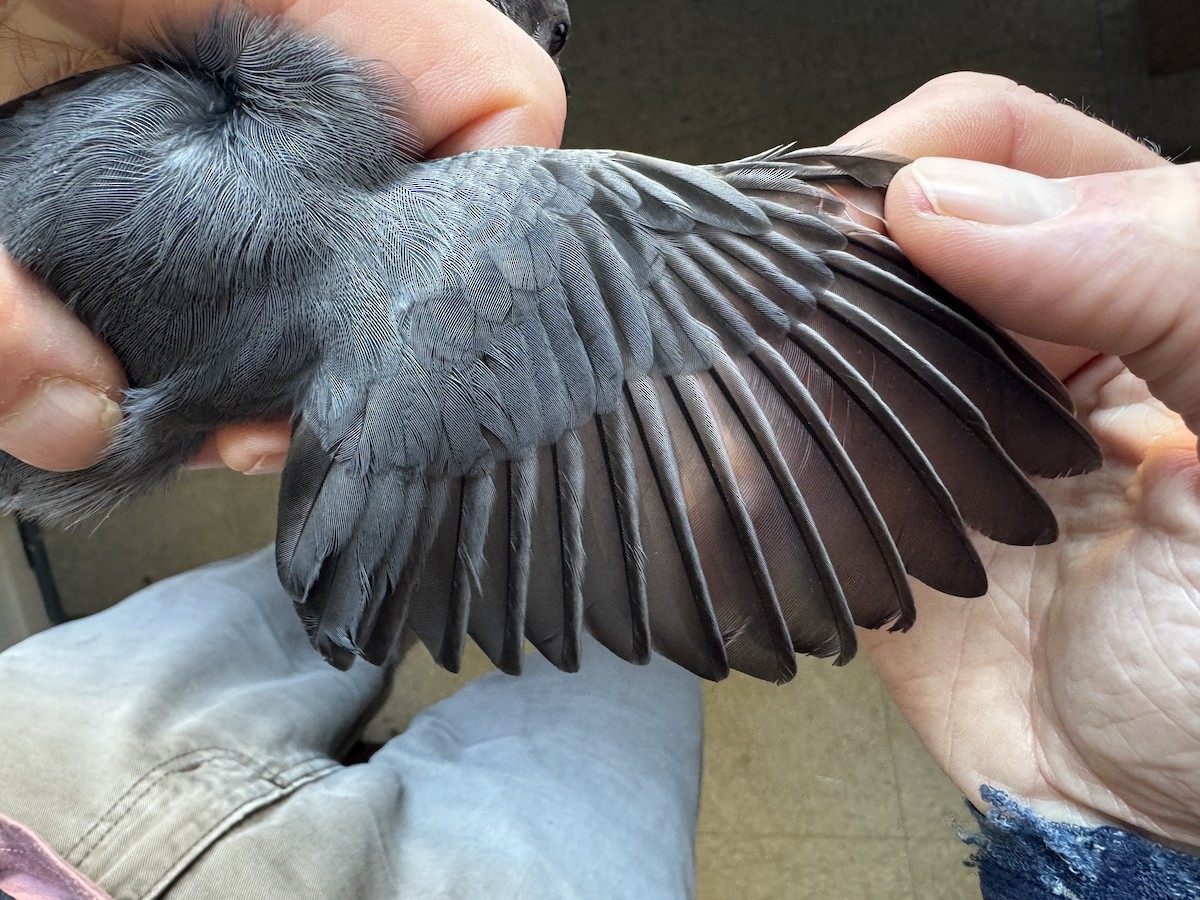 Katzenspottdrossel - ML646276669