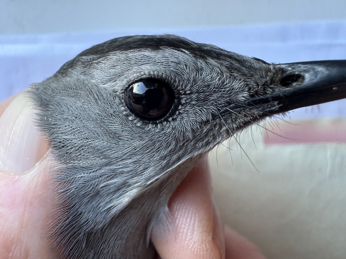 Katzenspottdrossel - ML646276670