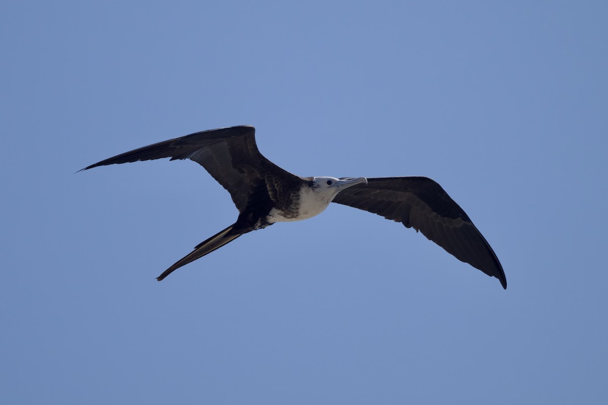 fregatka vznešená - ML646276671