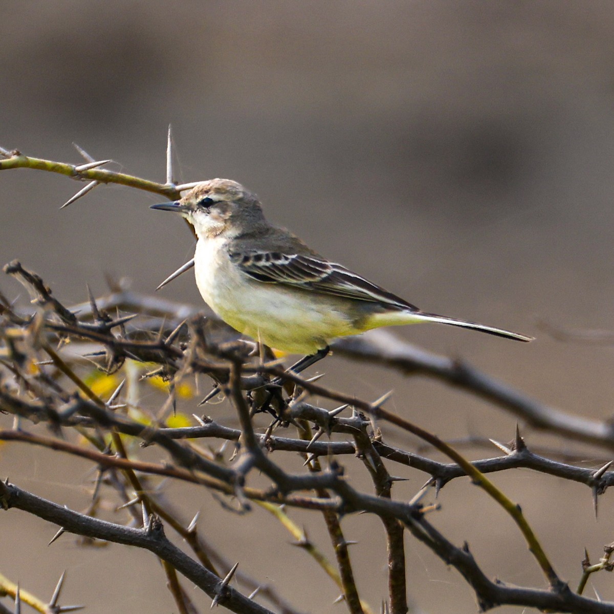 Western Yellow Wagtail - ML646276673