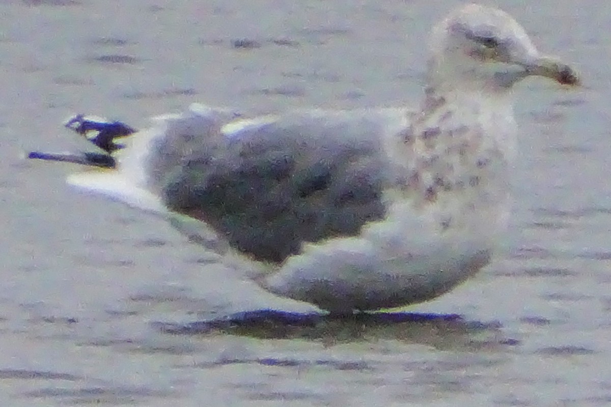 racek americký - ML646276674