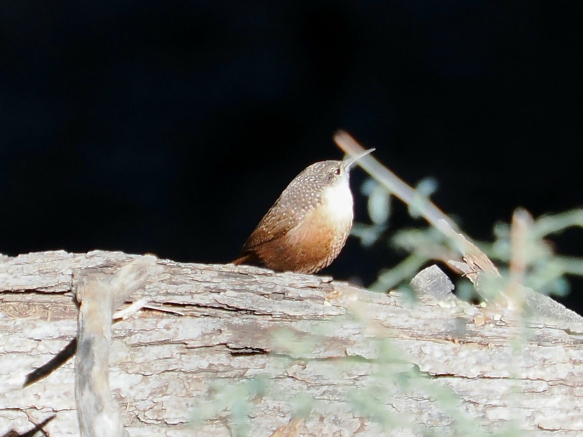 střízlík kaňonový - ML646276677