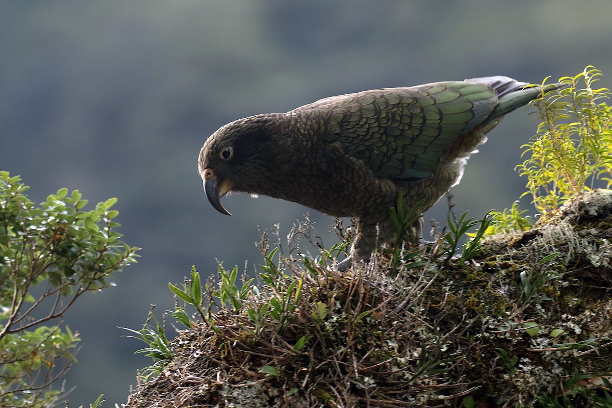 Кеа - ML646276678