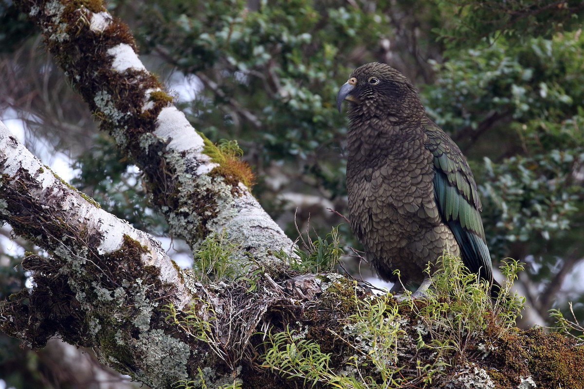 Кеа - ML646276679