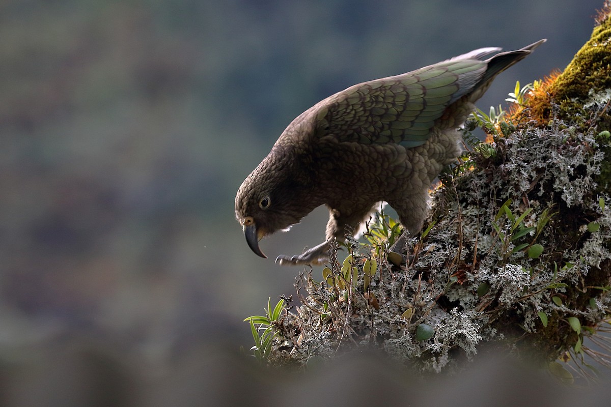 Кеа - ML646276680