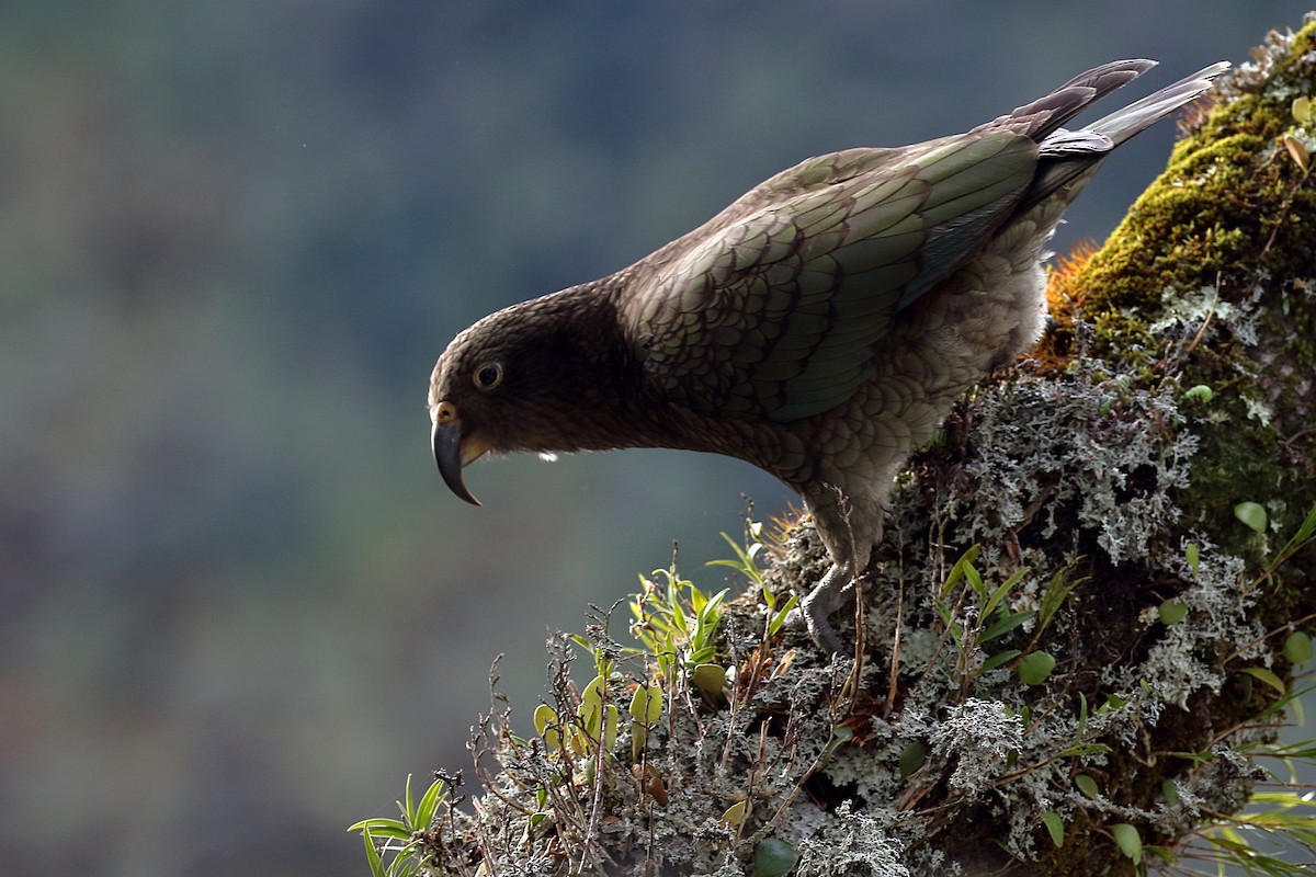 Кеа - ML646276681