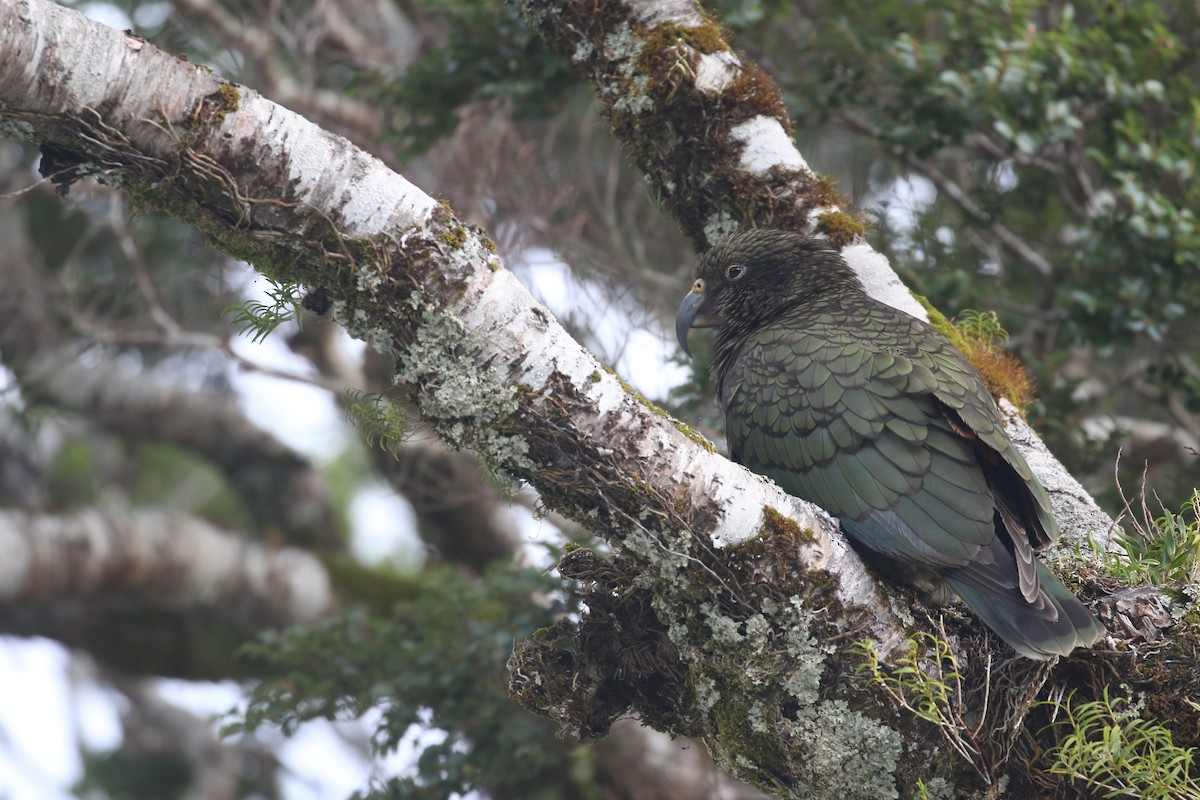 Кеа - ML646276682