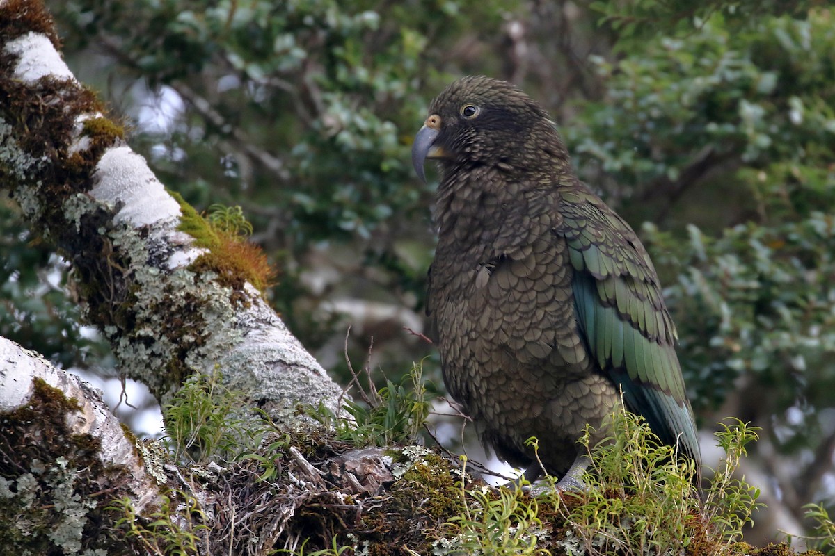 Кеа - ML646276683