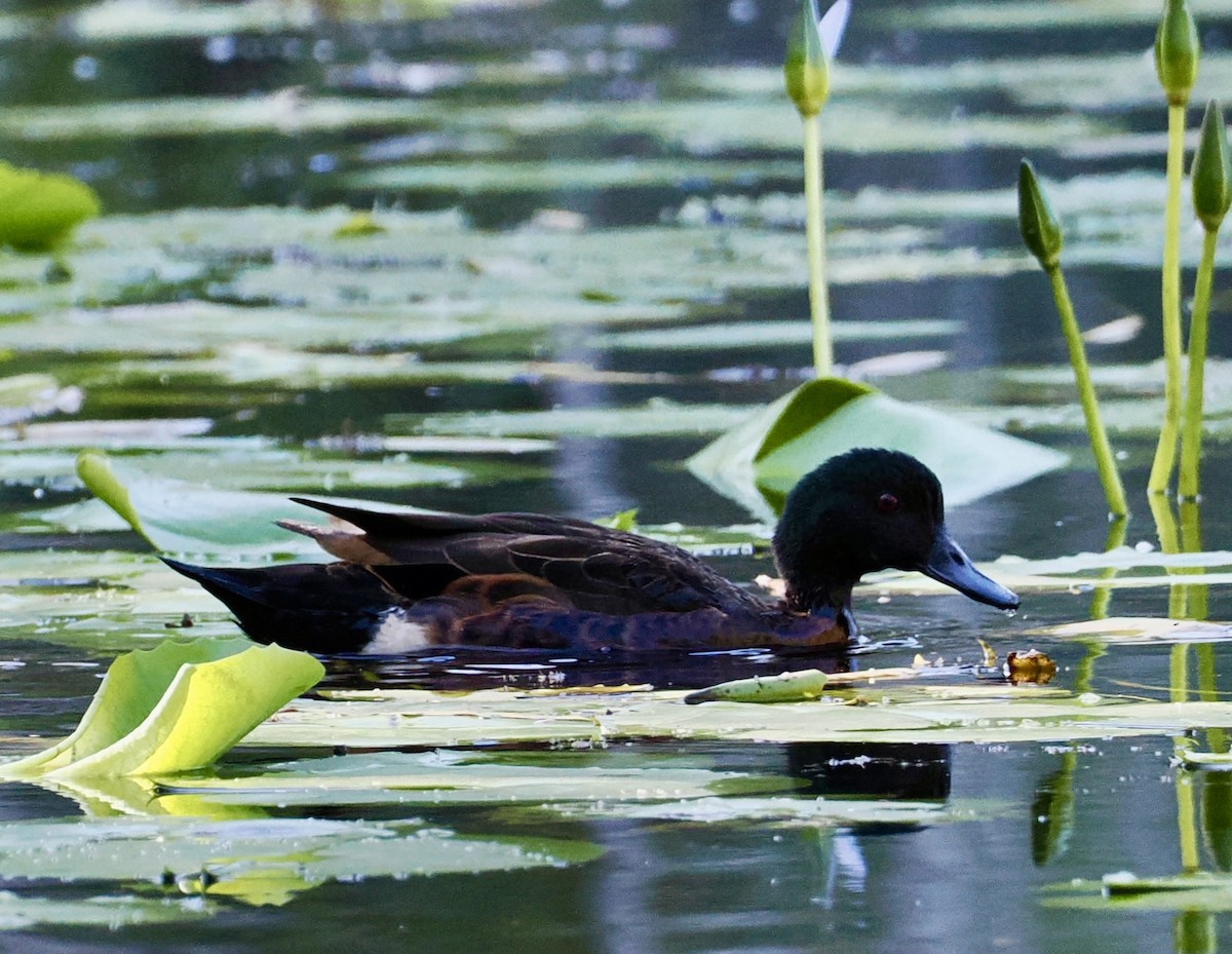 Chestnut Teal - ML646276686