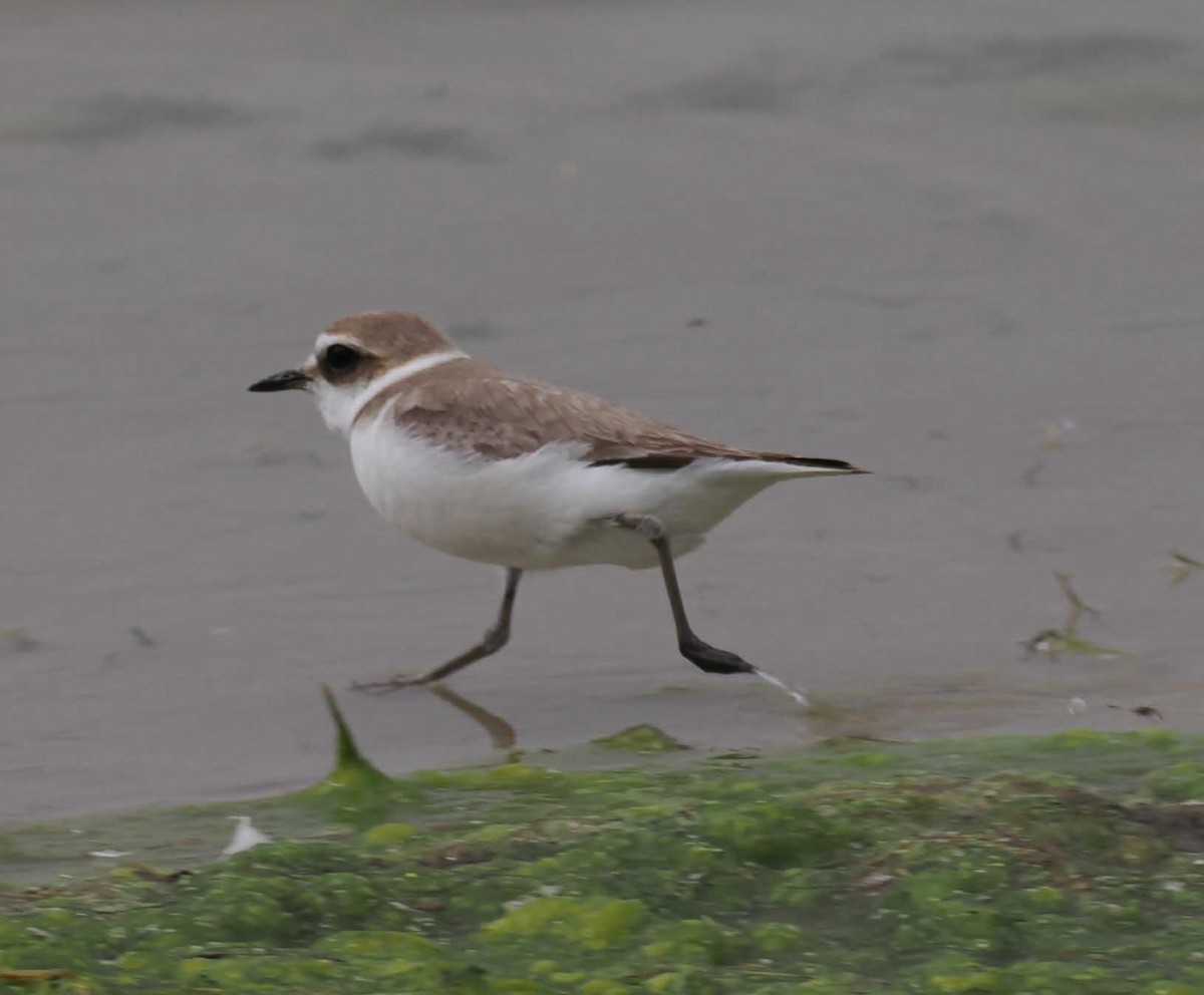 Fratino - ML646276688