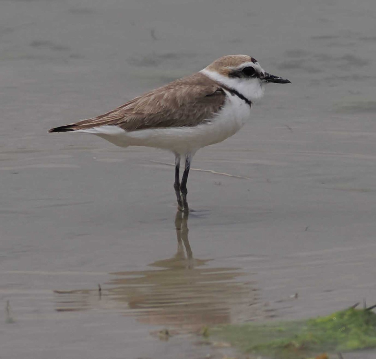 Fratino - ML646276689