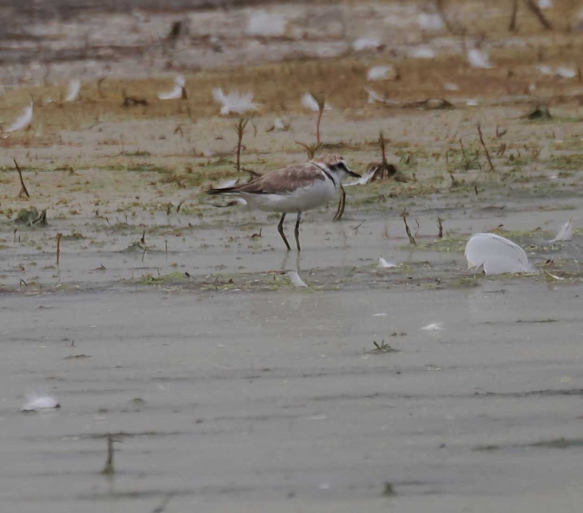 Fratino - ML646276690