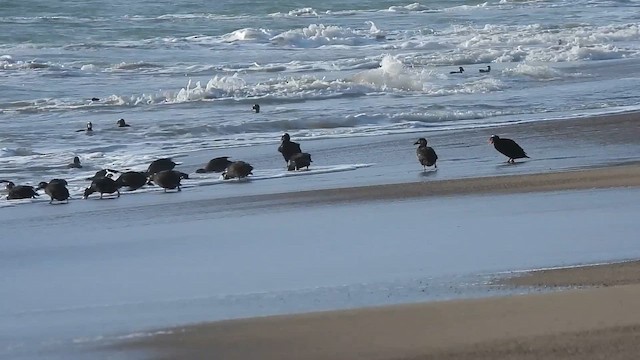 turpan pestrozobý - ML646276697