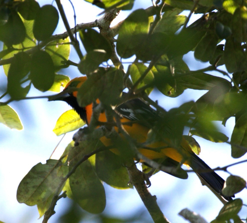 Hooded Oriole - ML646276698