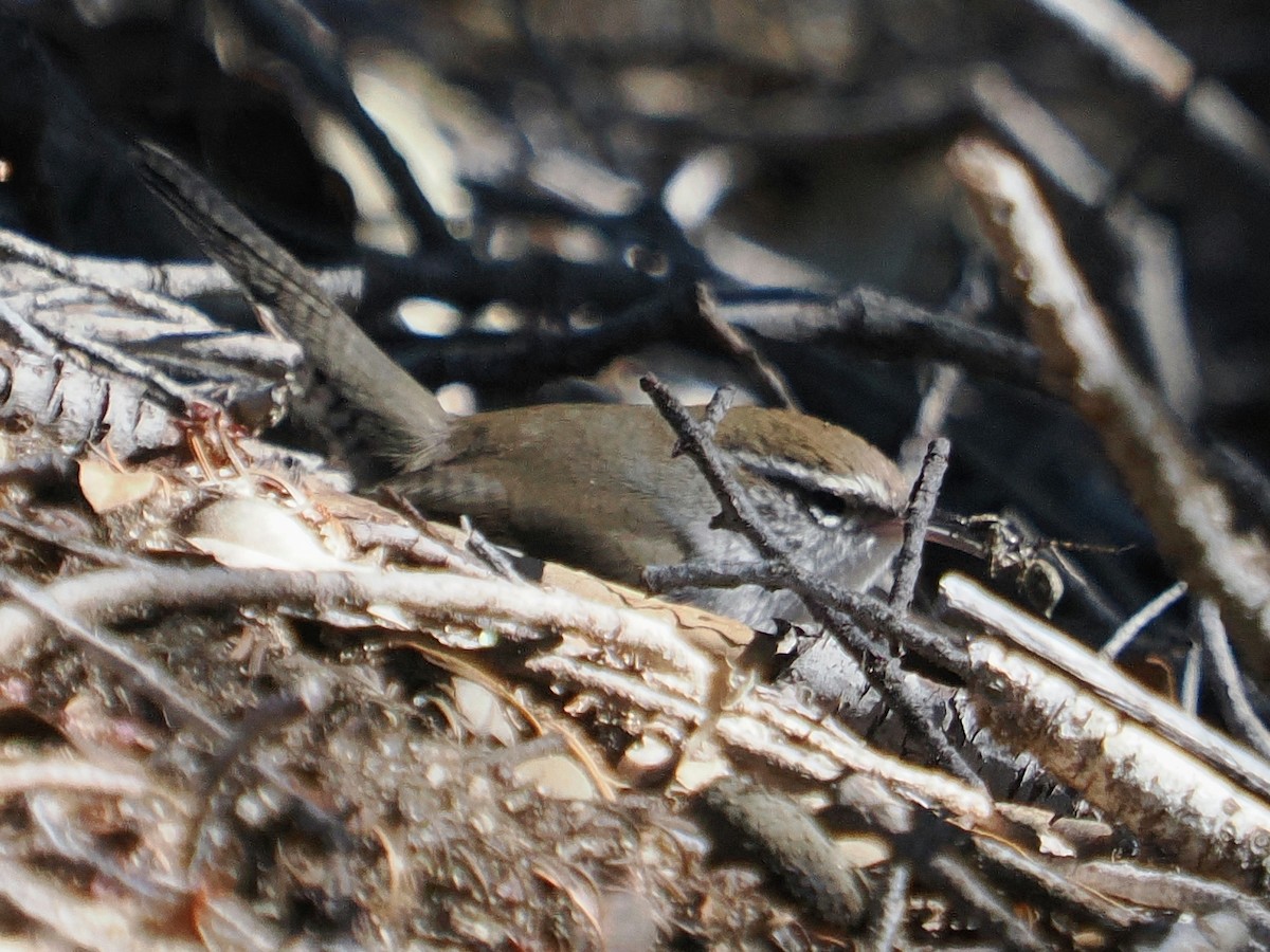 střízlík pokřovní - ML646276699