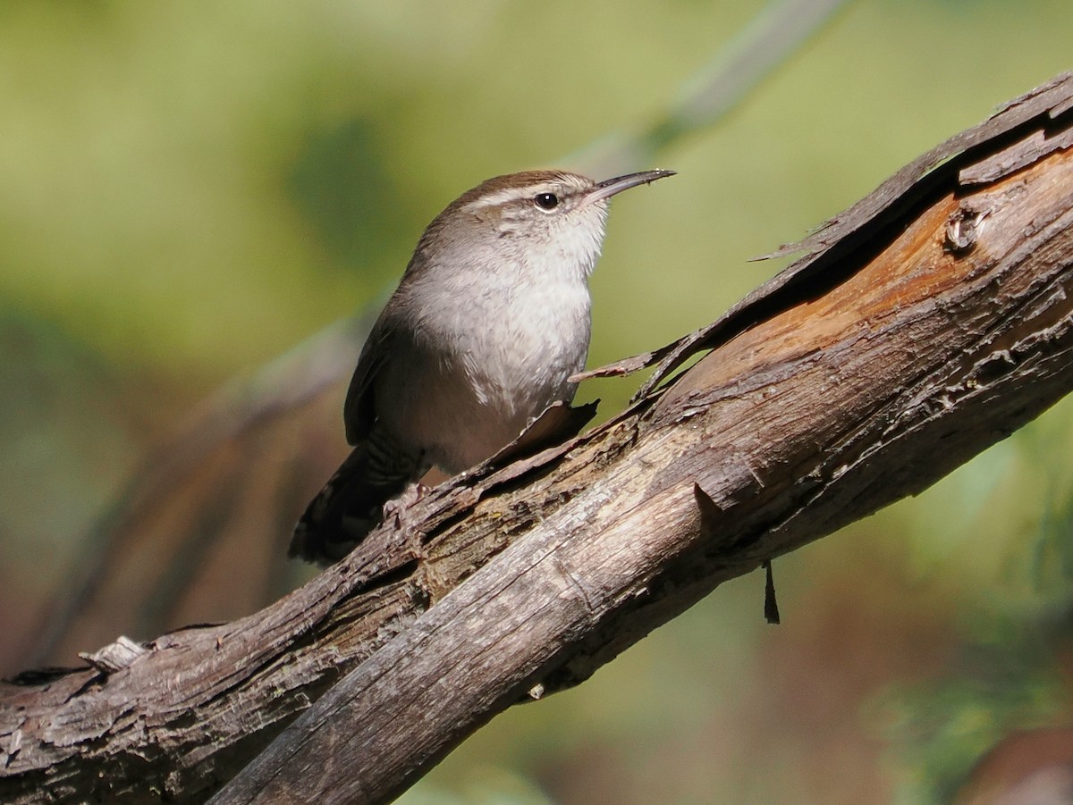 střízlík pokřovní - ML646276700