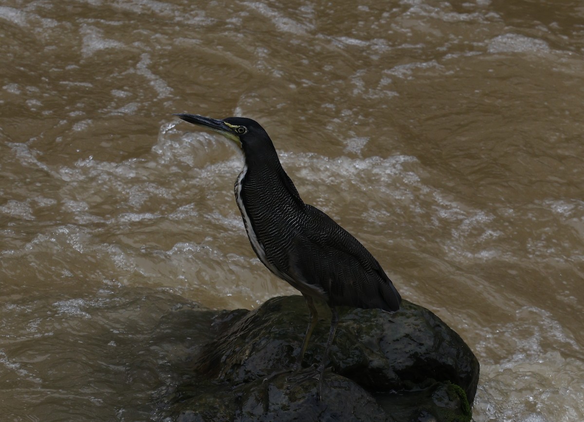 Fasciated Tiger-Heron - ML646276702
