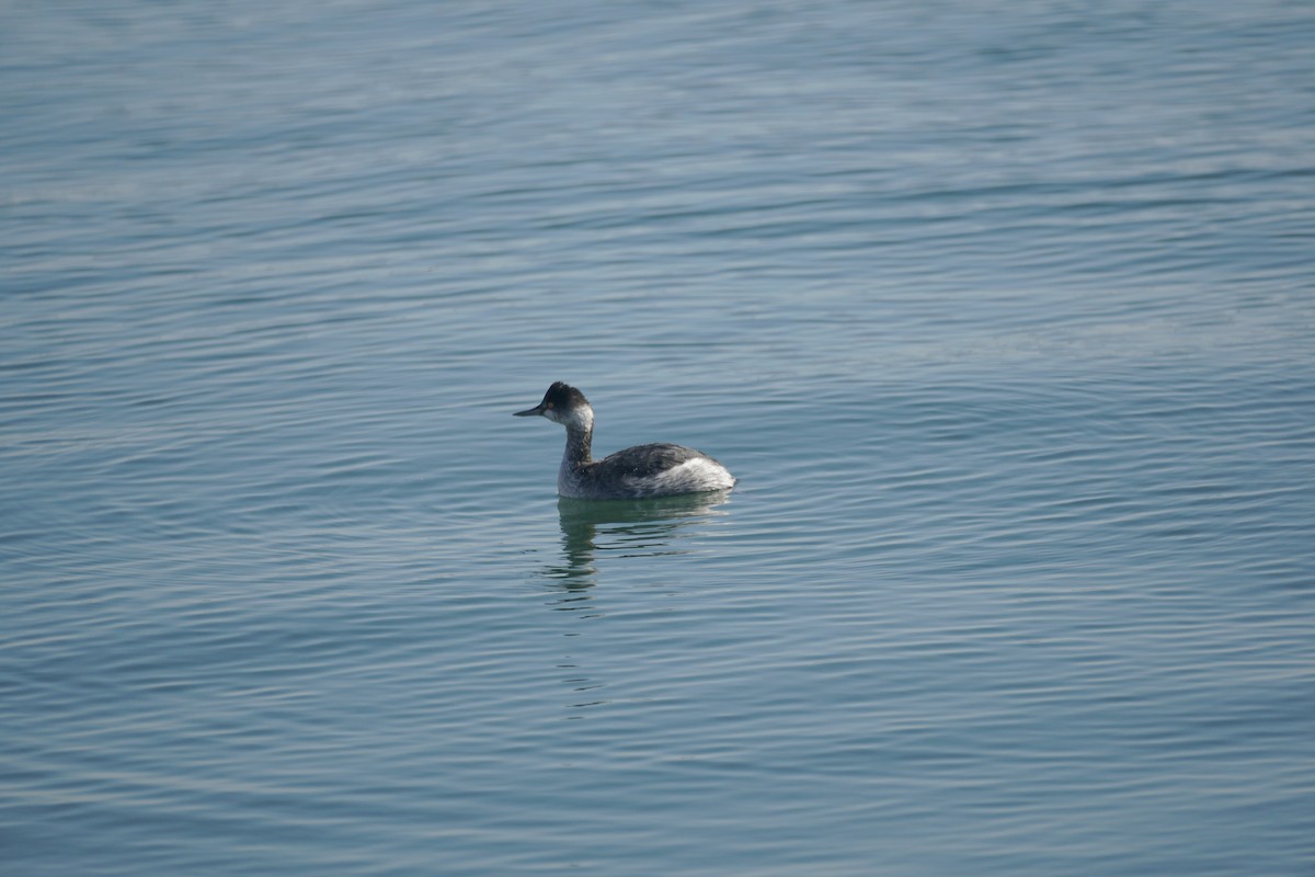 potápka černokrká - ML646276704