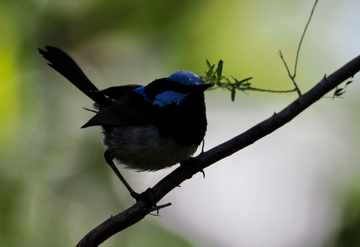 Малюр сапфіровий - ML646276705