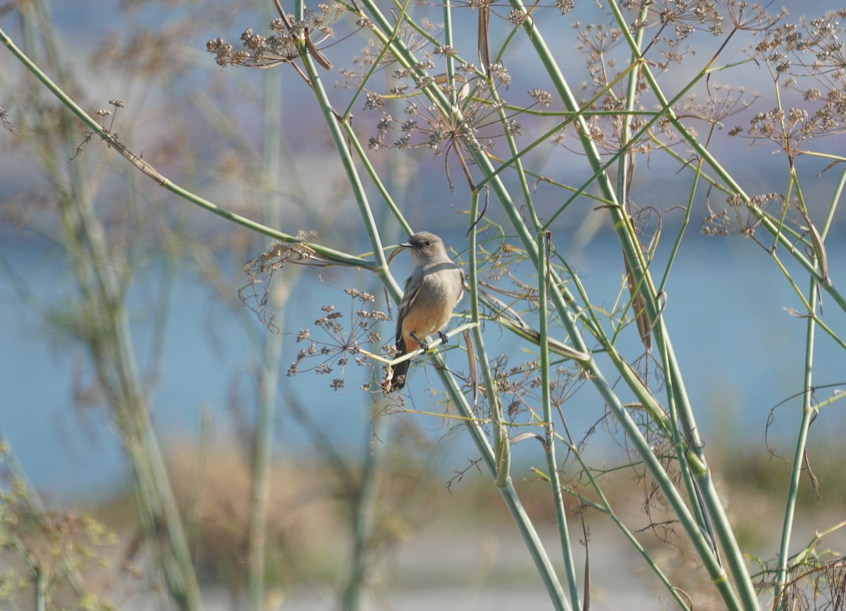 Say's Phoebe - ML646276707