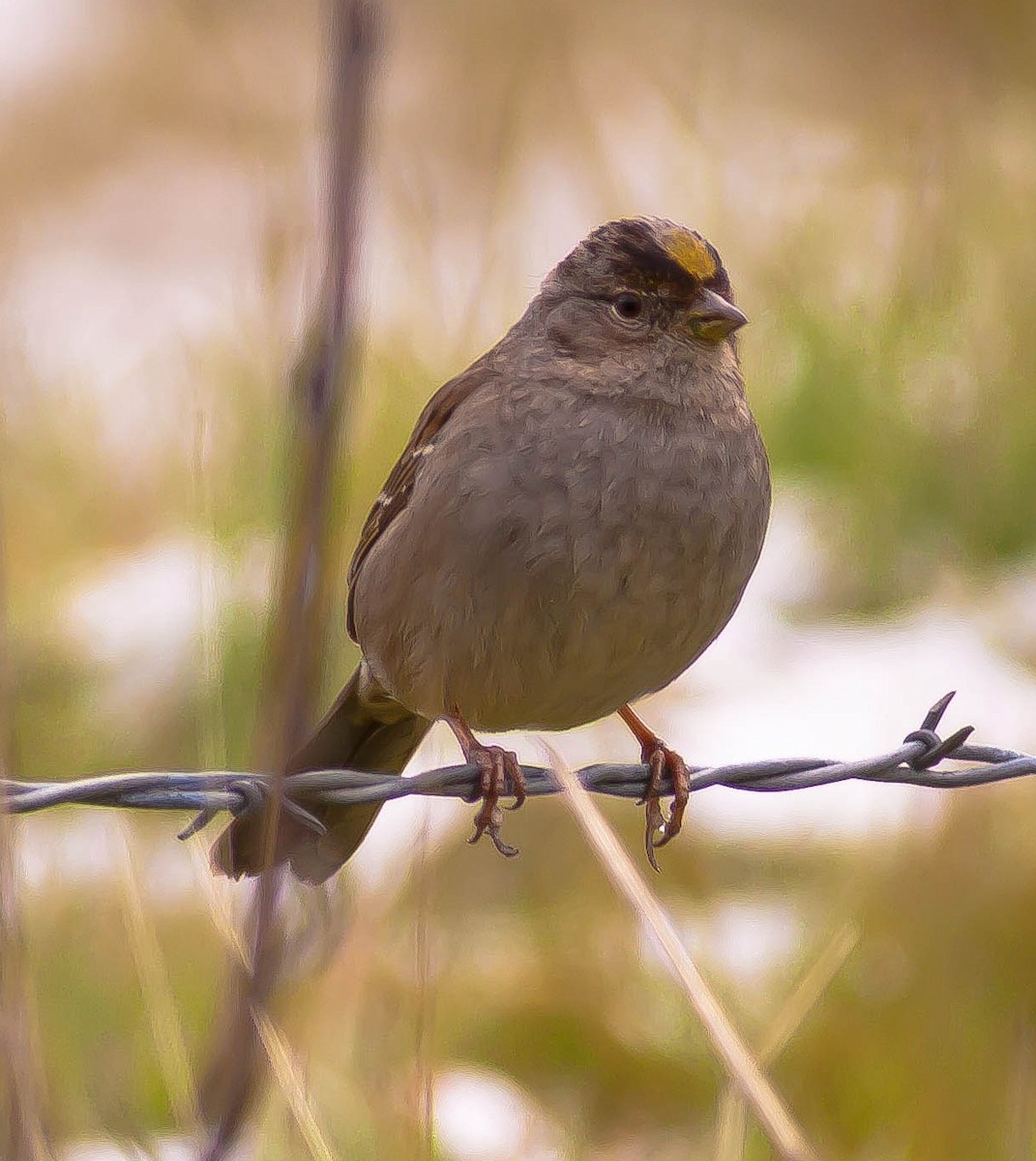 Бруант чорнобровий - ML646276711