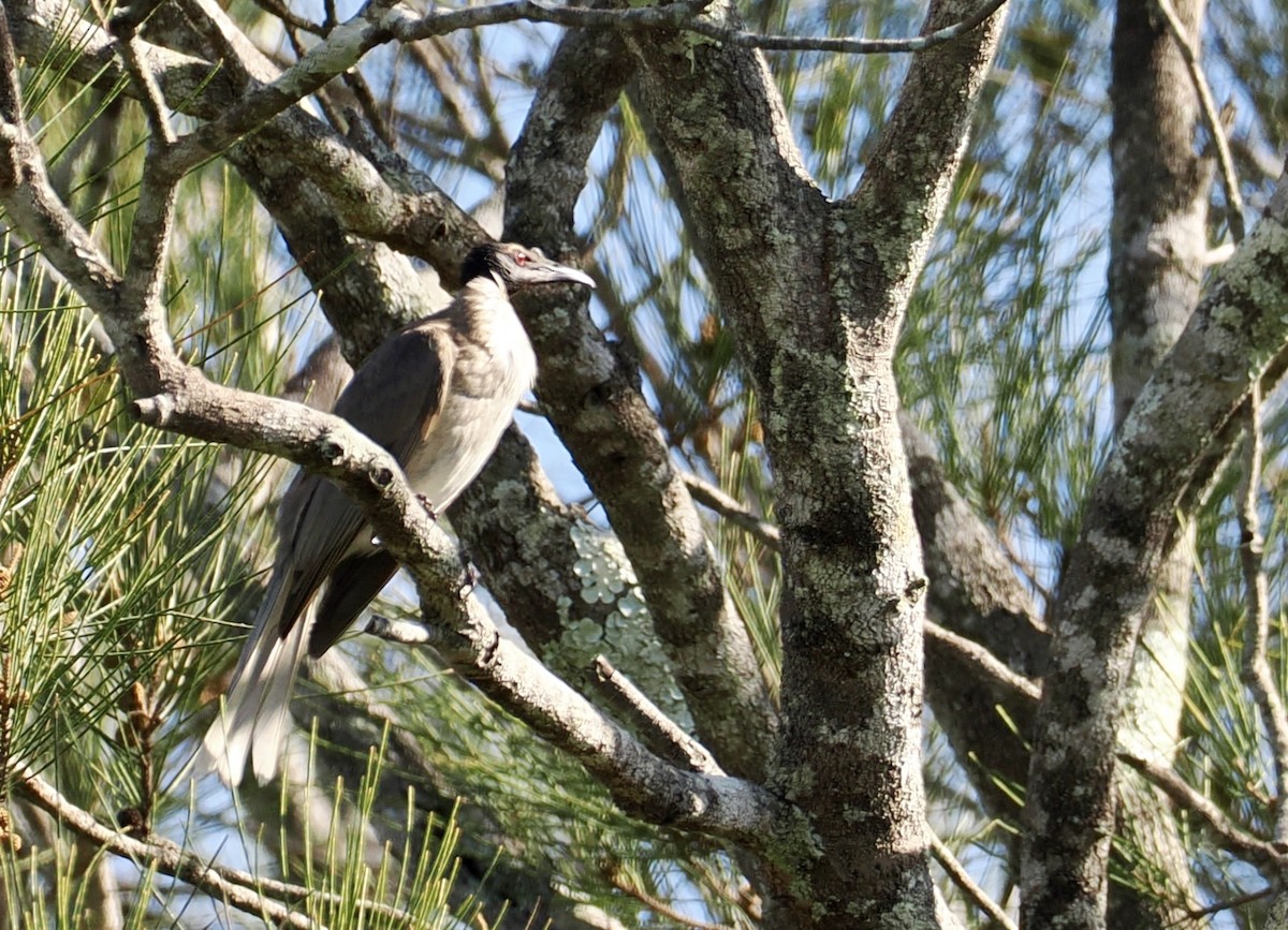 Медівник гологоловий - ML646276712