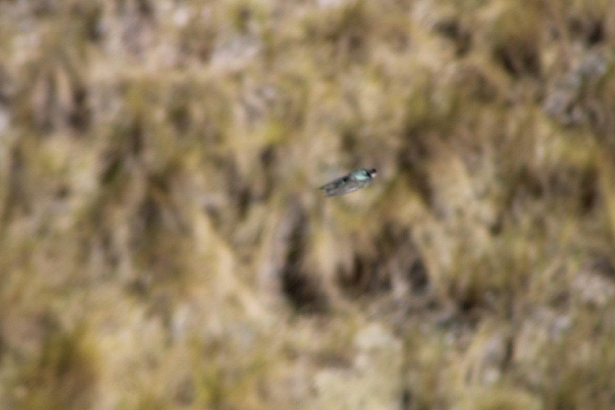 Ластовиця бурочерева - ML646276713