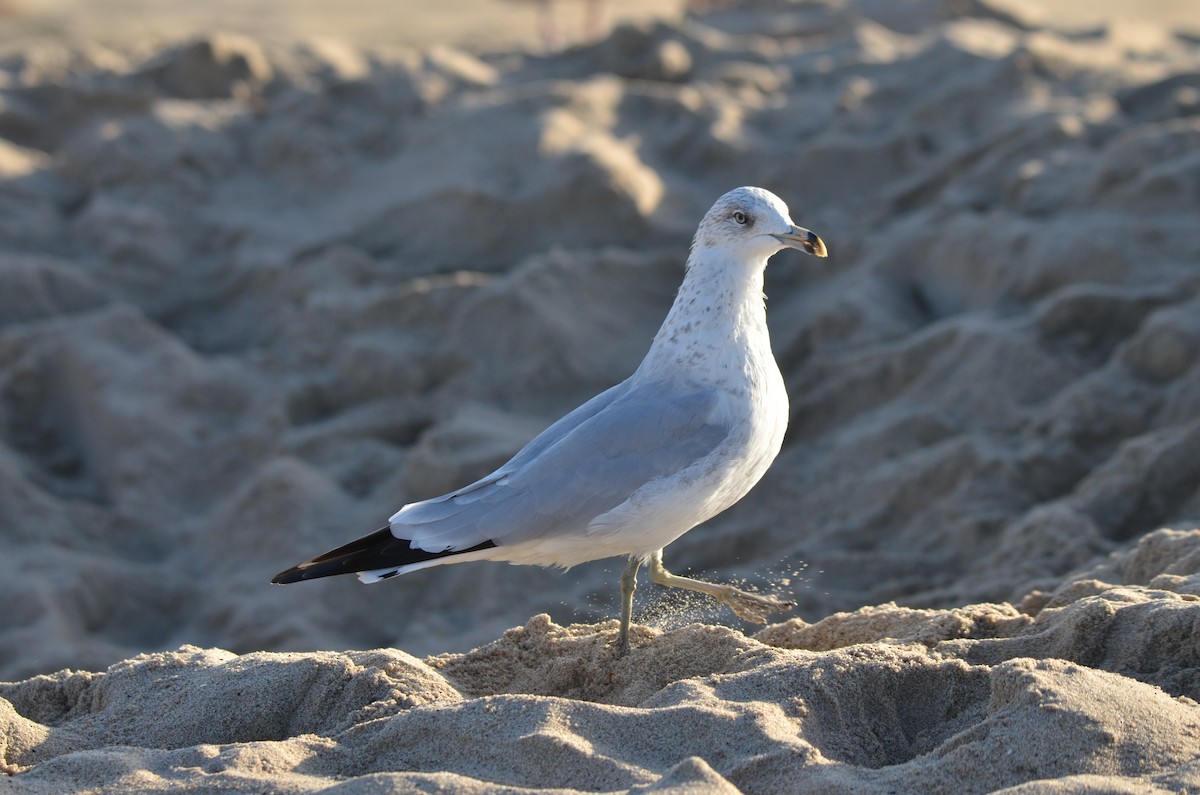 Мартин делаверський - ML646276714