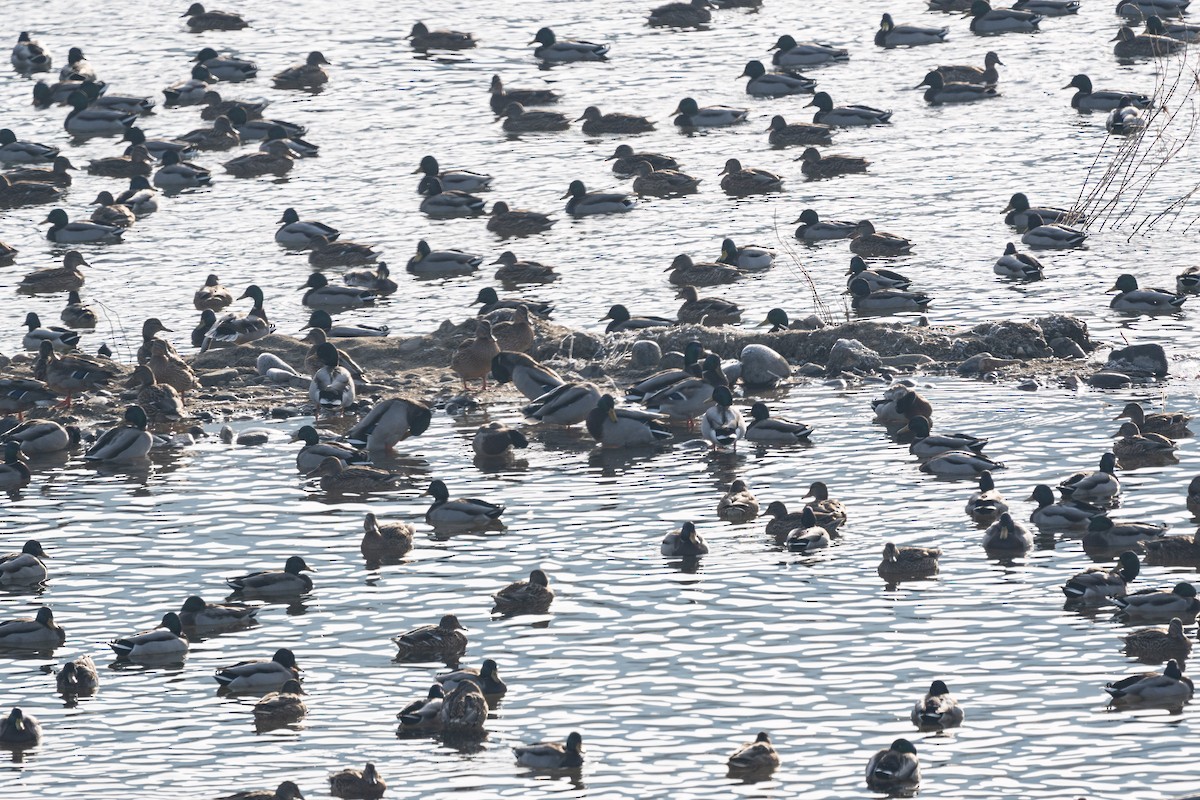 Крижень звичайний - ML646276715