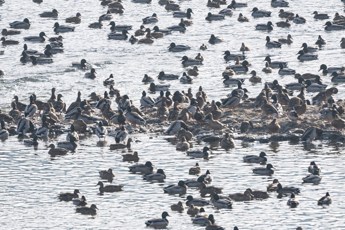 Крижень звичайний - ML646276716