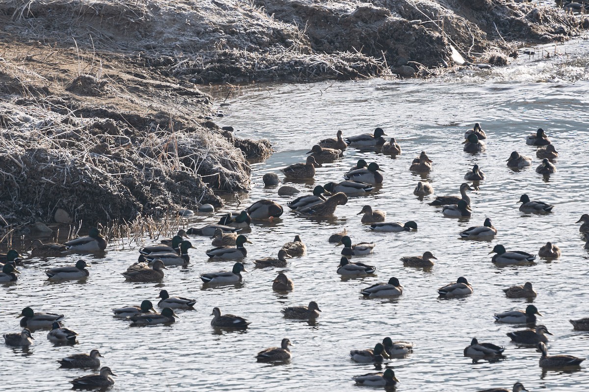 Крижень звичайний - ML646276717