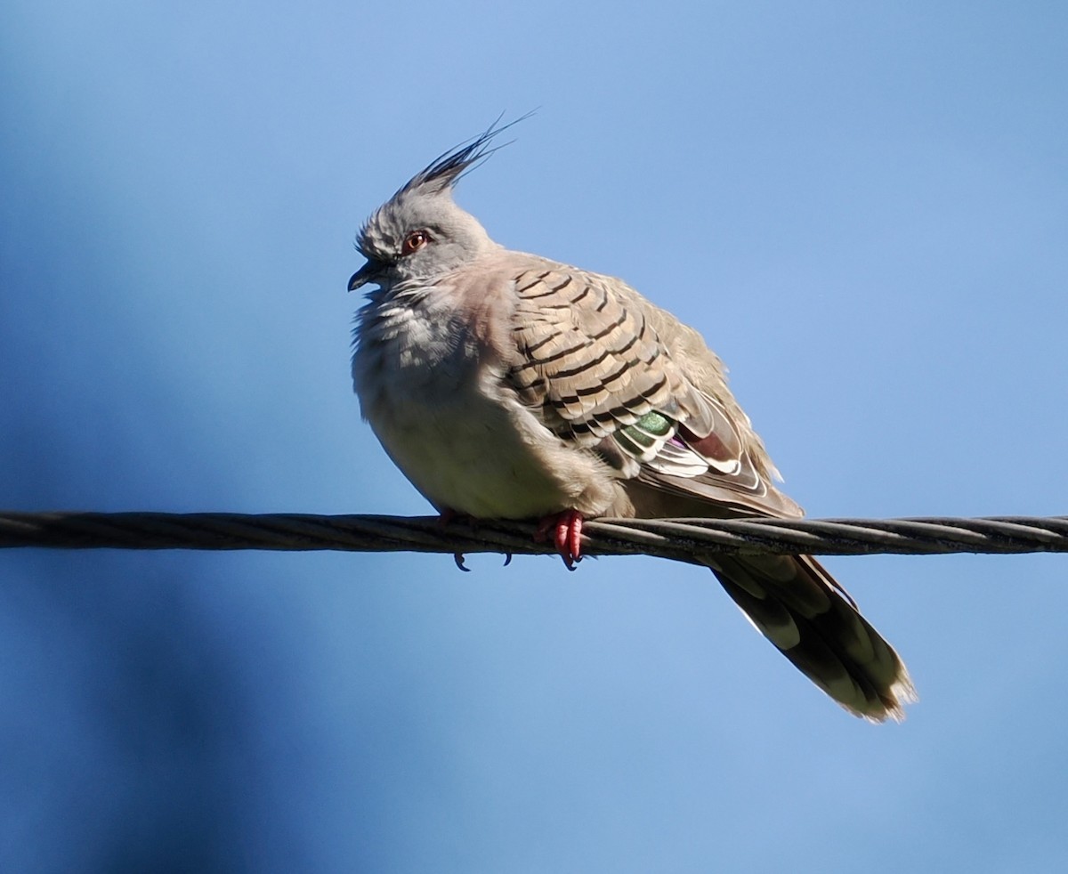 Голуб-бронзовокрил чубатий - ML646276718