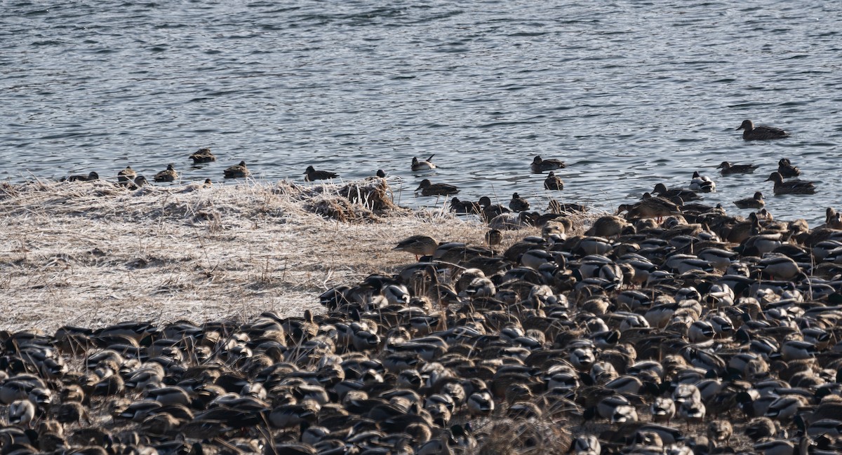 Крижень звичайний - ML646276719