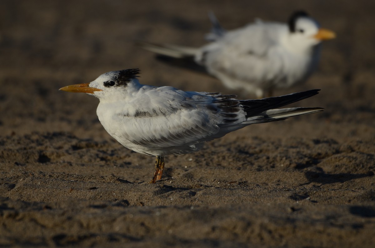 Крячок королівський - ML646276720