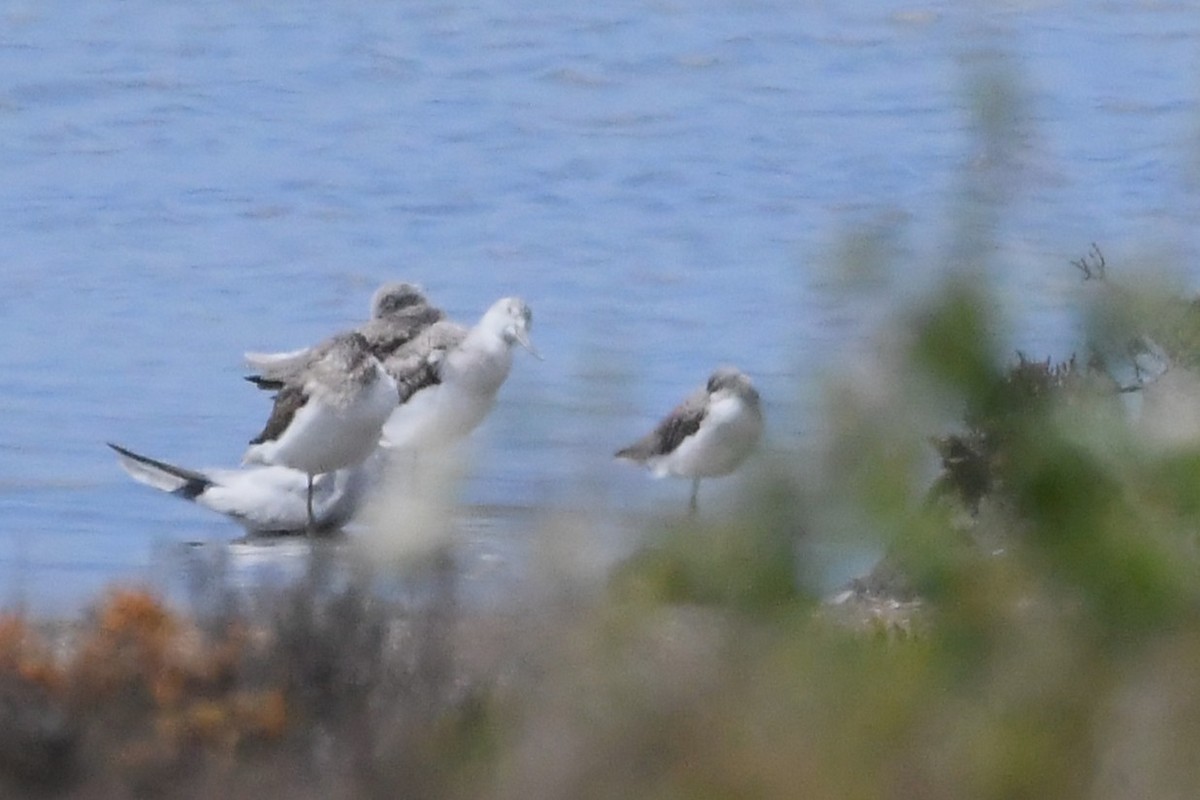 Коловодник ставковий - ML646276721