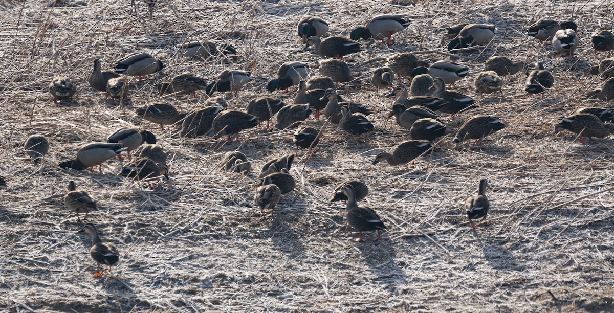 Крижень китайський - ML646276722