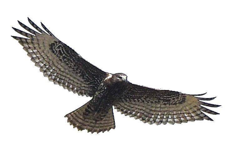 Канюк неоарктичний (підвид harlani) - ML646276723